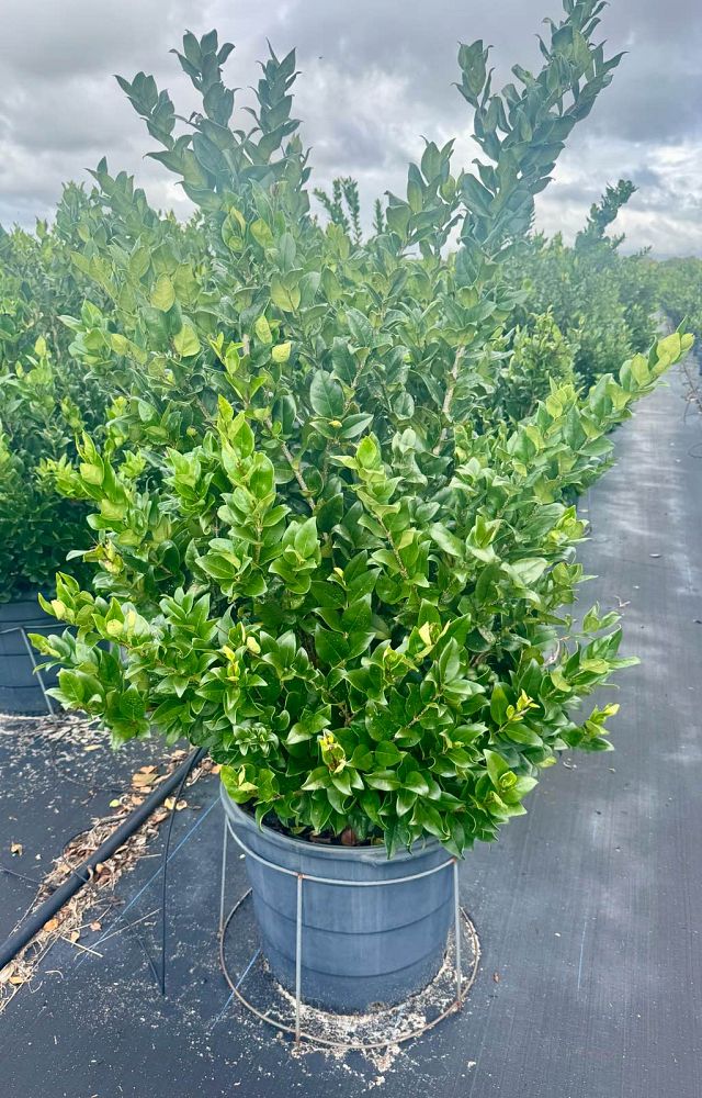 ligustrum-japonicum-japanese-privet-wax-leaf-ligustrum
