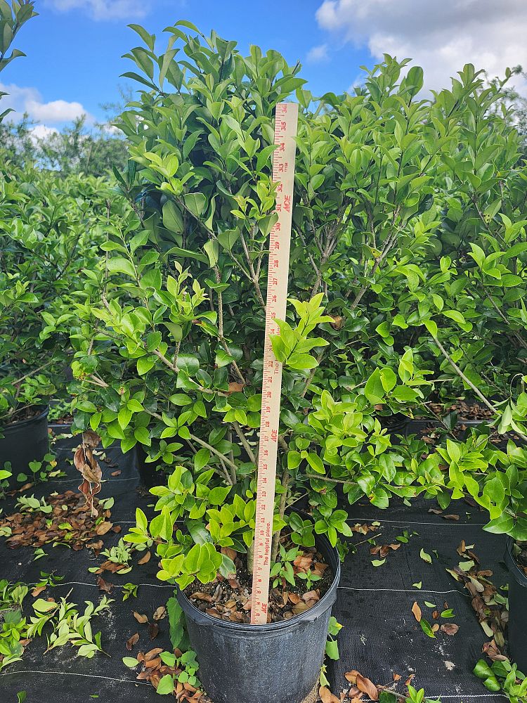 ligustrum-japonicum-japanese-privet-wax-leaf-ligustrum