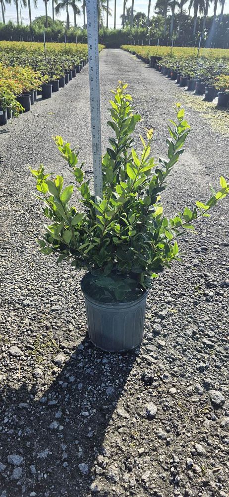 ligustrum-japonicum-japanese-privet-wax-leaf-ligustrum