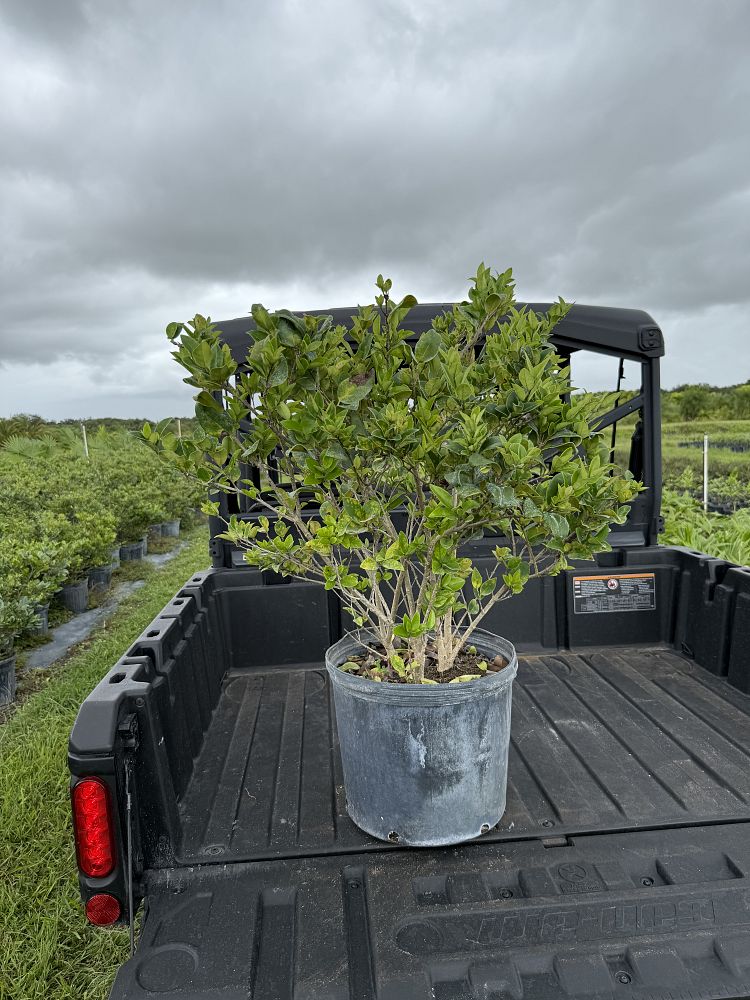 ligustrum-japonicum-japanese-privet-wax-leaf-ligustrum