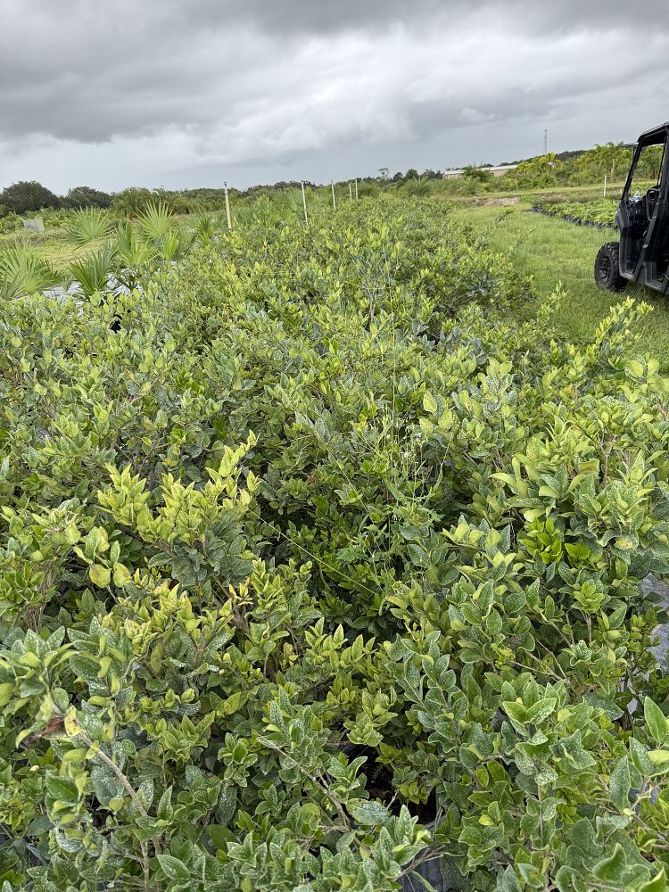 ligustrum-japonicum-japanese-privet-wax-leaf-ligustrum