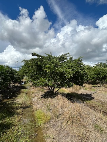 ligustrum-japonicum-japanese-privet-wax-leaf-ligustrum