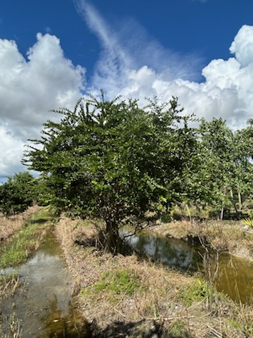 ligustrum-japonicum-japanese-privet-wax-leaf-ligustrum