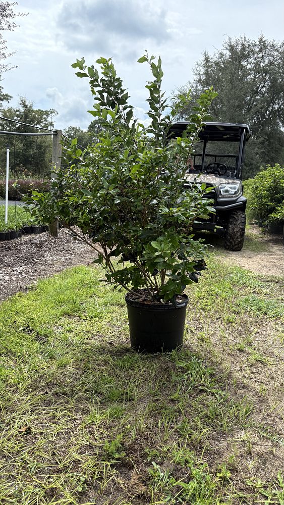 ligustrum-japonicum-japanese-privet-wax-leaf-ligustrum