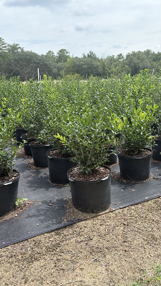 ligustrum-japonicum-japanese-privet-wax-leaf-ligustrum