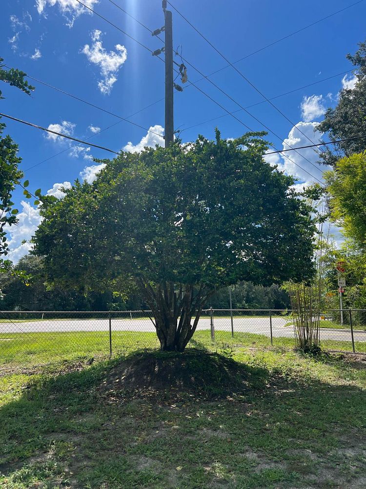 ligustrum-japonicum-japanese-privet-wax-leaf-ligustrum