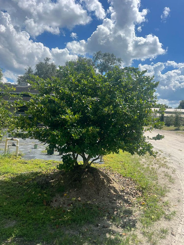 ligustrum-japonicum-japanese-privet-wax-leaf-ligustrum
