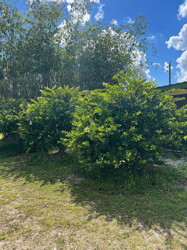 ligustrum-japonicum-japanese-privet-wax-leaf-ligustrum