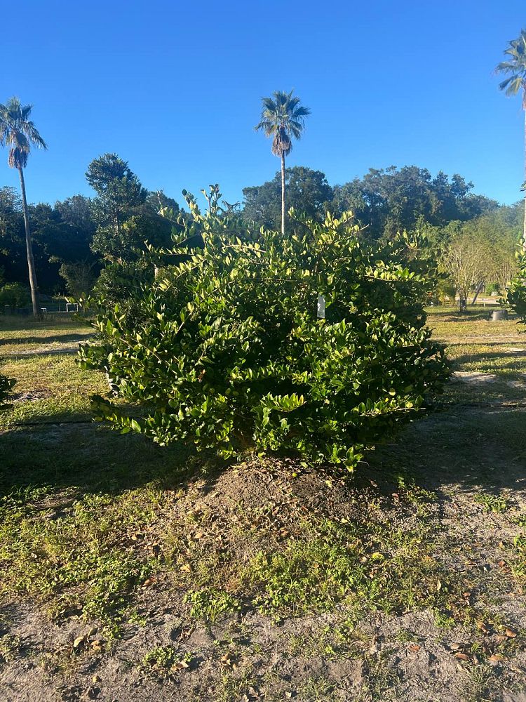 ligustrum-japonicum-japanese-privet-wax-leaf-ligustrum