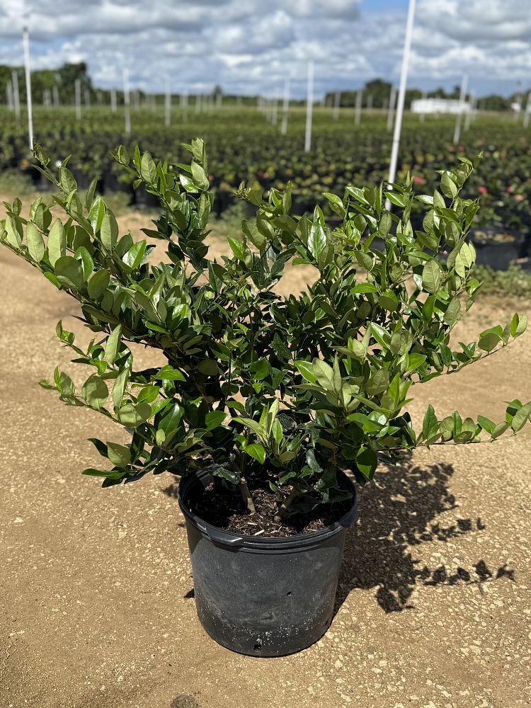 ligustrum-japonicum-japanese-privet-wax-leaf-ligustrum