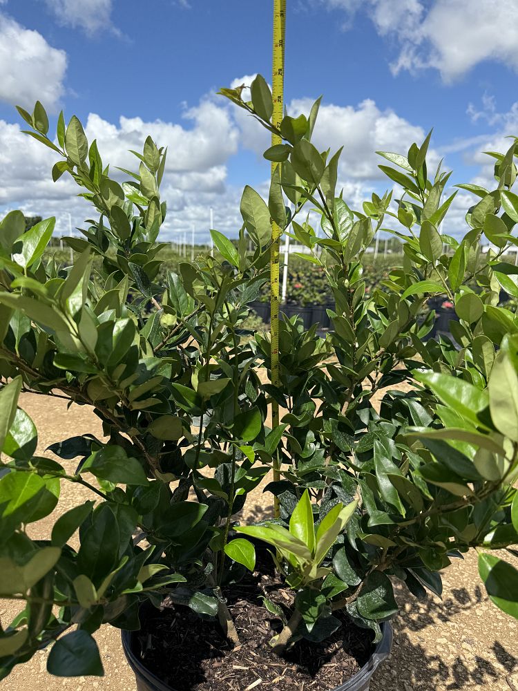 ligustrum-japonicum-japanese-privet-wax-leaf-ligustrum
