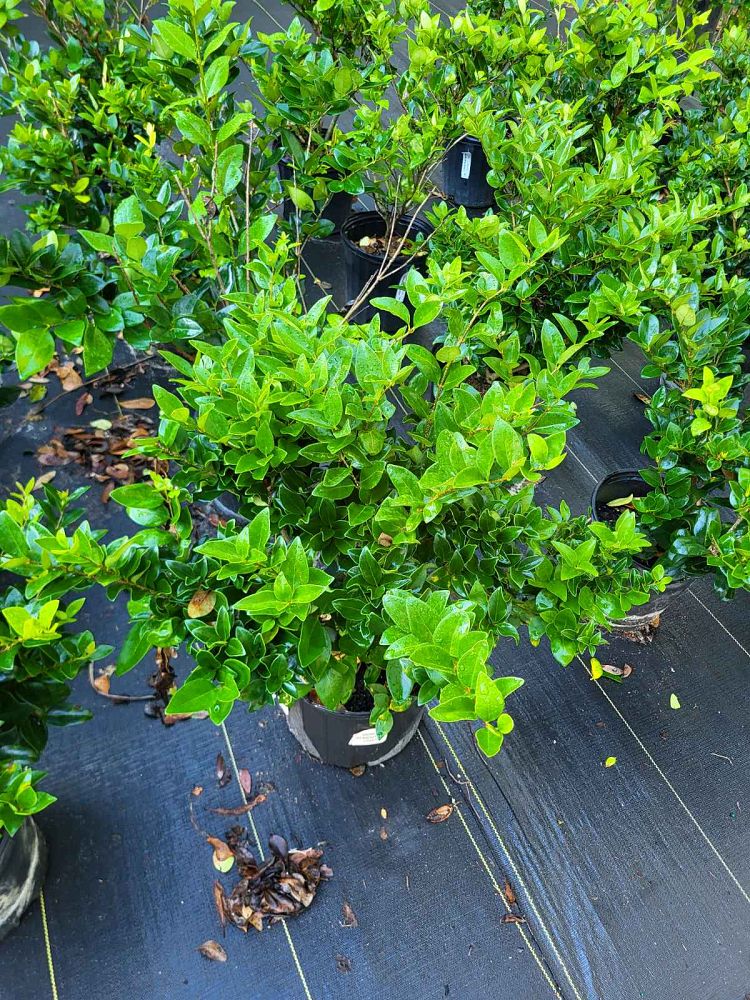 ligustrum-japonicum-japanese-privet-wax-leaf-ligustrum
