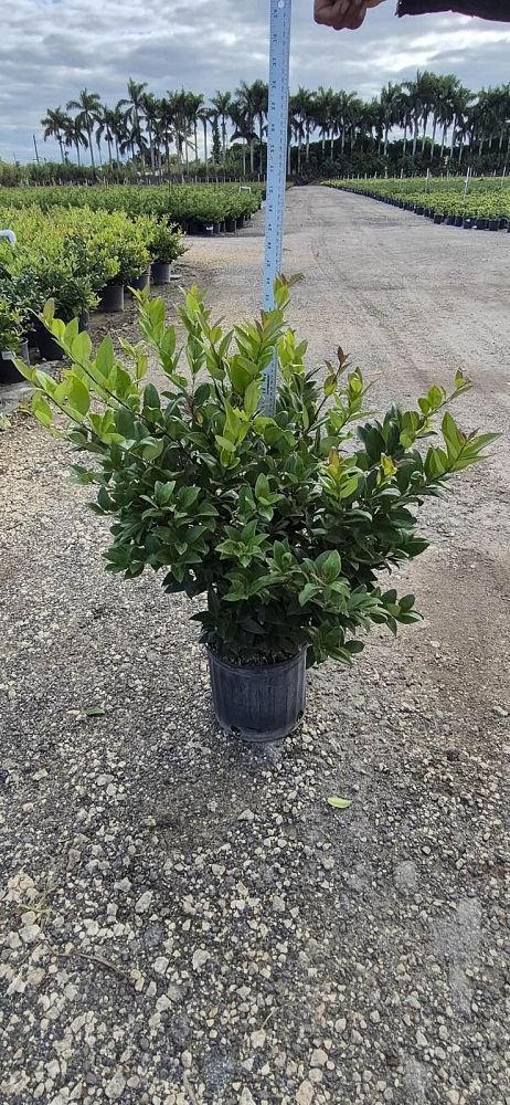 ligustrum-japonicum-japanese-privet-wax-leaf-ligustrum