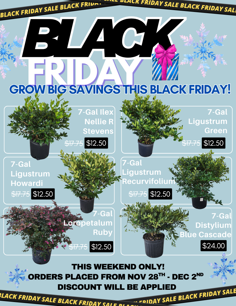 ligustrum-japonicum-japanese-privet-wax-leaf-ligustrum