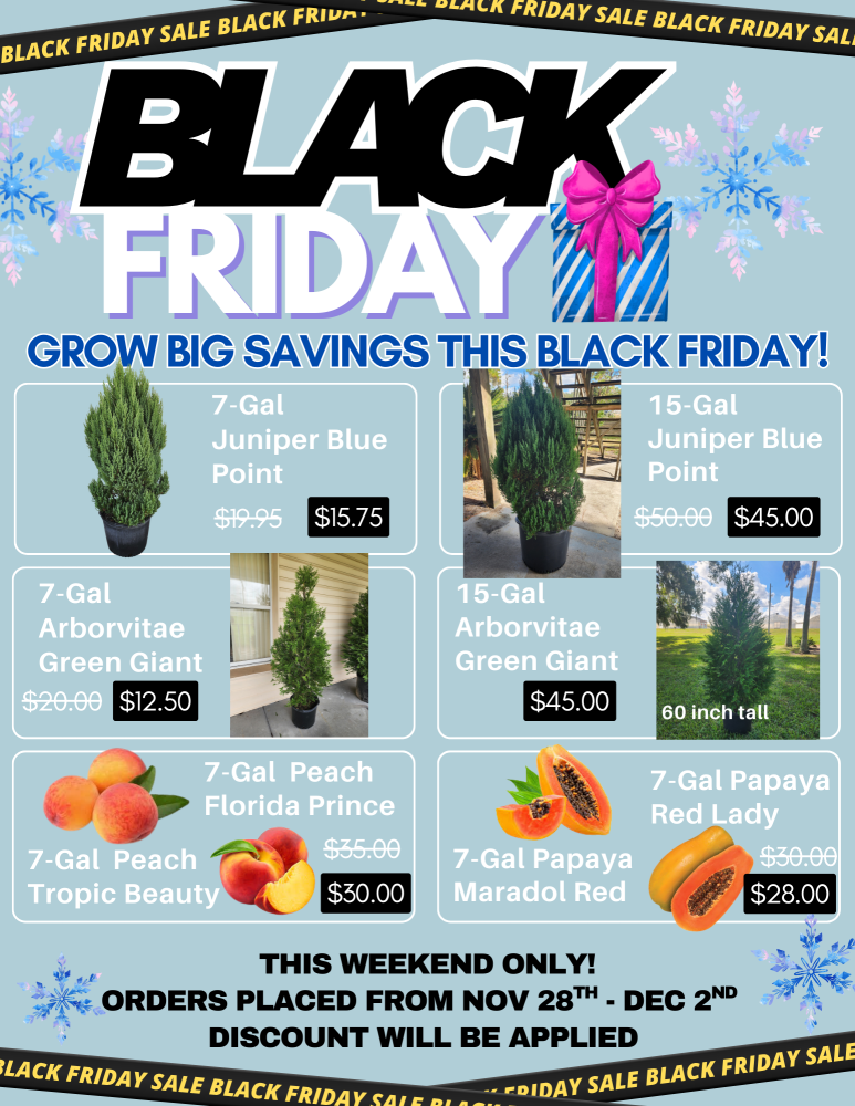 ligustrum-japonicum-japanese-privet-wax-leaf-ligustrum