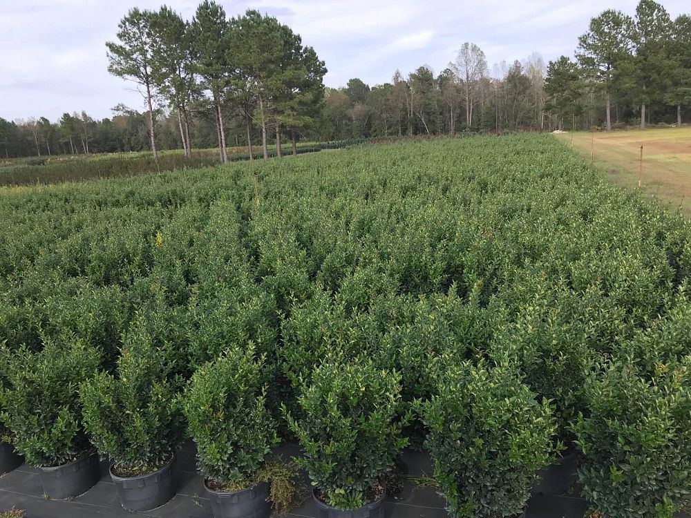 Brunson Wholesale Nursery