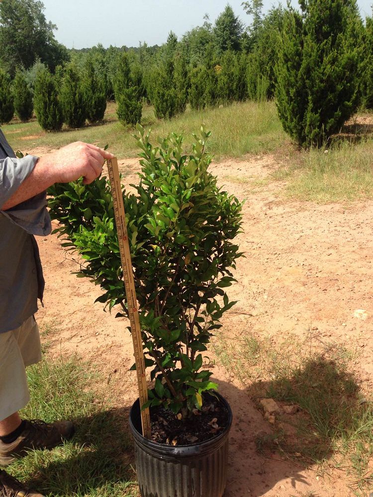 ligustrum-japonicum-recurvifolium-japanese-privet-recurvea-wax-leaf-ligustrum-wavy-leaf-ligustrum