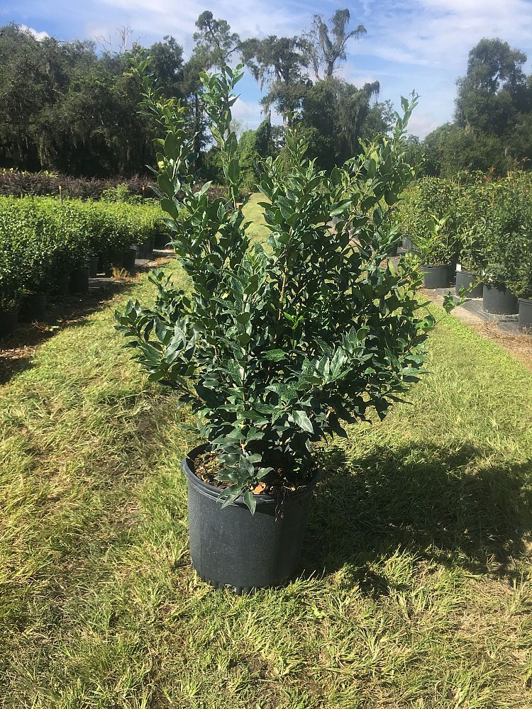 ligustrum-japonicum-recurvifolium-japanese-privet-recurvea-wax-leaf-ligustrum-wavy-leaf-ligustrum