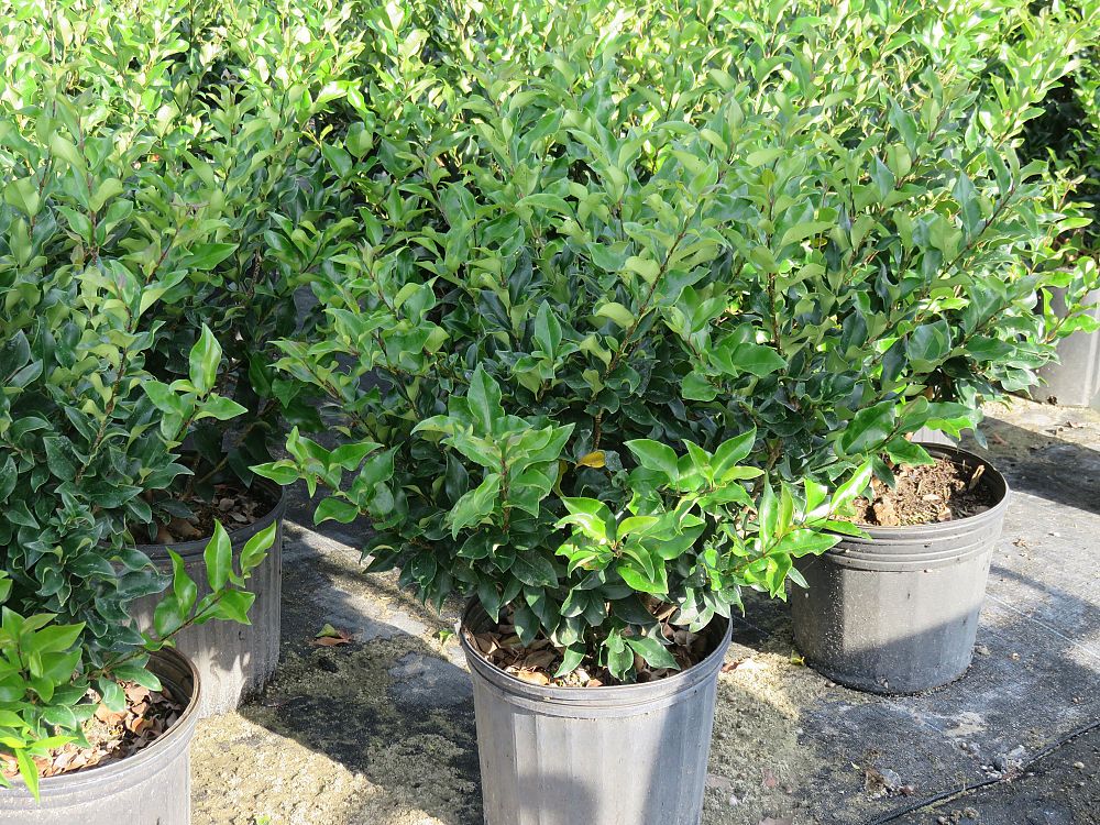 ligustrum-japonicum-recurvifolium-japanese-privet-recurvea-wax-leaf-ligustrum-wavy-leaf-ligustrum