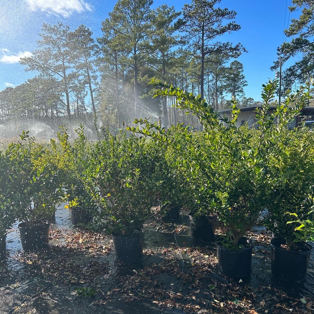 ligustrum-japonicum-recurvifolium-japanese-privet-recurvea-wax-leaf-ligustrum-wavy-leaf-ligustrum