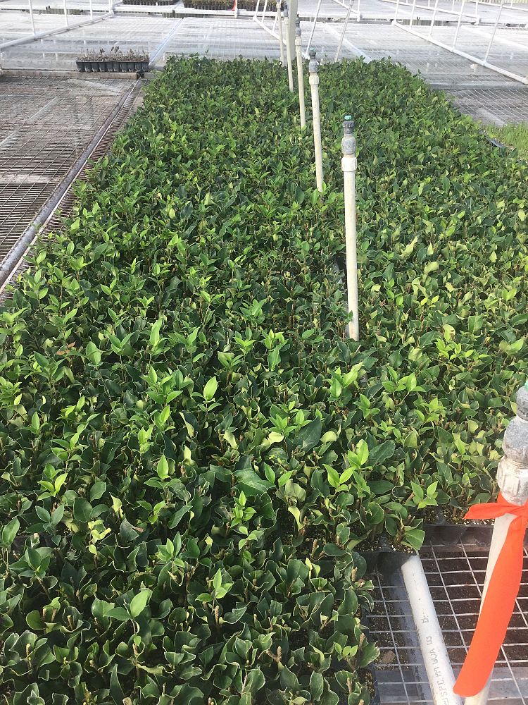 ligustrum-japonicum-recurvifolium-japanese-privet-recurvea-wax-leaf-ligustrum-wavy-leaf-ligustrum
