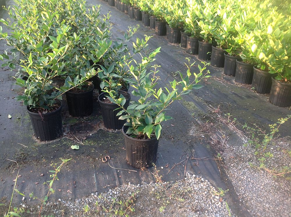 ligustrum-japonicum-recurvifolium-japanese-privet-recurvea-wax-leaf-ligustrum-wavy-leaf-ligustrum
