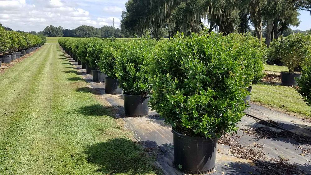 ligustrum-japonicum-recurvifolium-japanese-privet-recurvea-wax-leaf-ligustrum-wavy-leaf-ligustrum