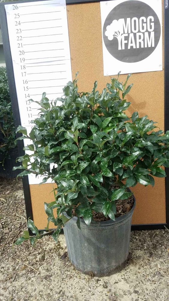 ligustrum-japonicum-recurvifolium-japanese-privet-recurvea-wax-leaf-ligustrum-wavy-leaf-ligustrum