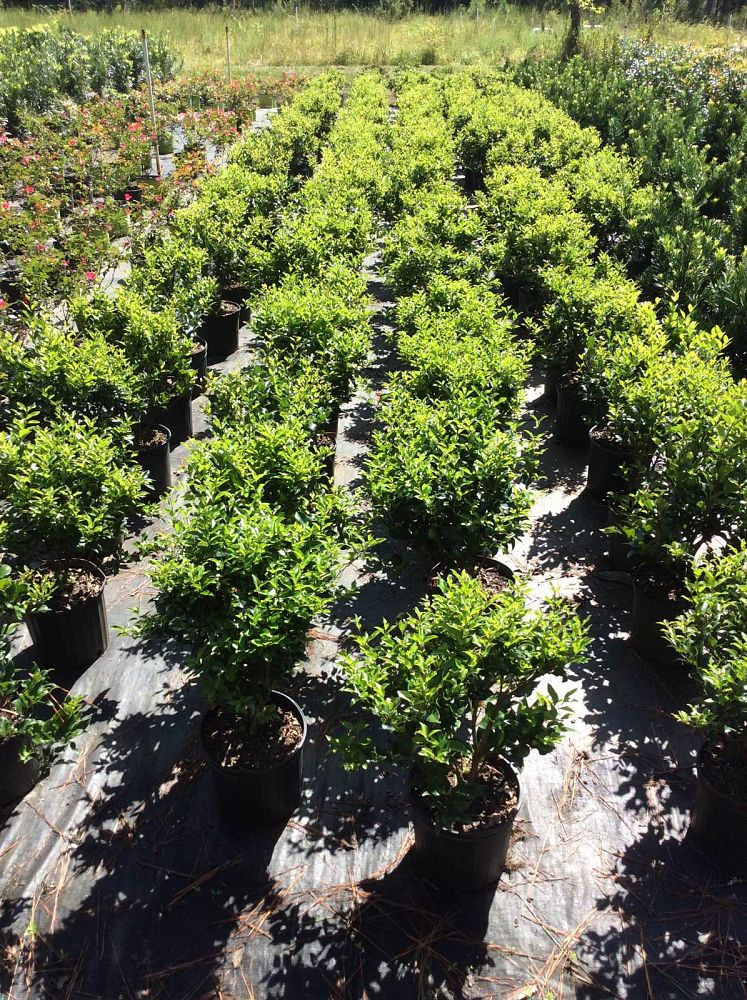 ligustrum-japonicum-recurvifolium-japanese-privet-recurvea-wax-leaf-ligustrum-wavy-leaf-ligustrum