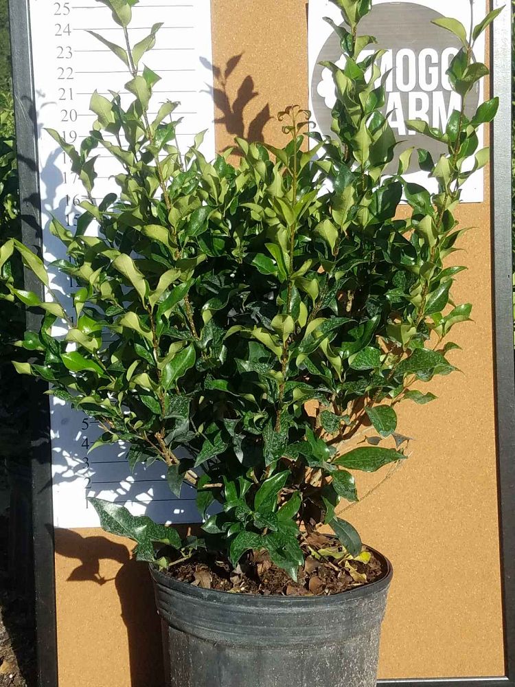ligustrum-japonicum-recurvifolium-japanese-privet-recurvea-wax-leaf-ligustrum-wavy-leaf-ligustrum