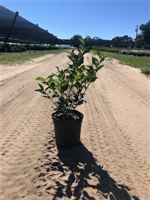 ligustrum-japonicum-recurvifolium-japanese-privet-recurvea-wax-leaf-ligustrum-wavy-leaf-ligustrum