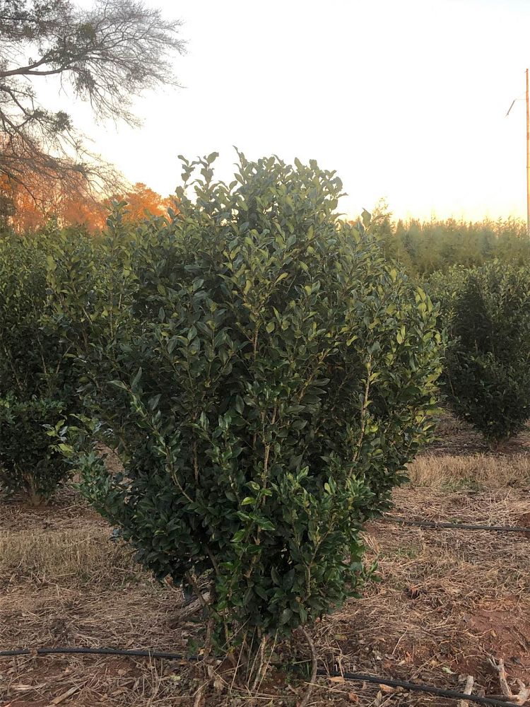 ligustrum-japonicum-recurvifolium-japanese-privet-recurvea-wax-leaf-ligustrum-wavy-leaf-ligustrum