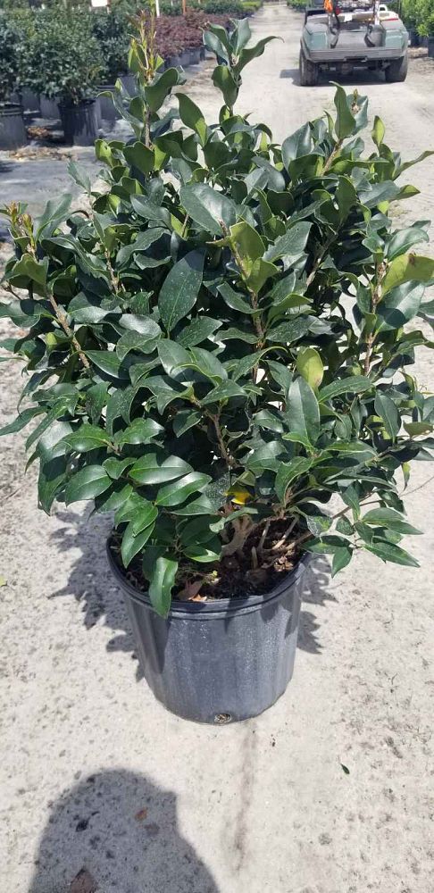 ligustrum-japonicum-recurvifolium-japanese-privet-recurvea-wax-leaf-ligustrum-wavy-leaf-ligustrum