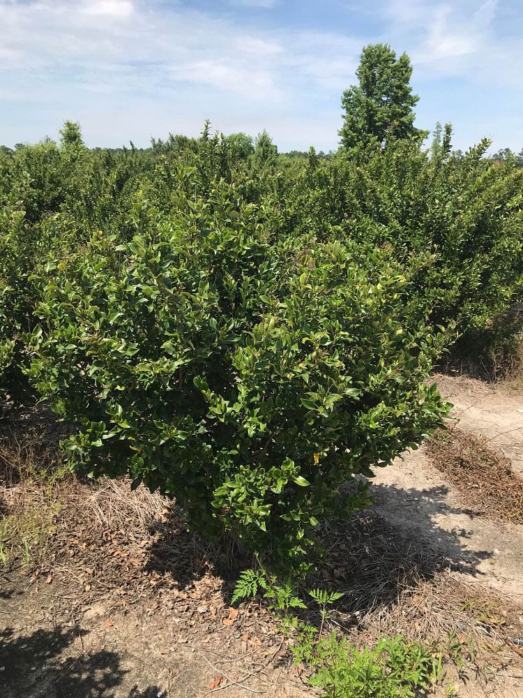 ligustrum-japonicum-recurvifolium-japanese-privet-recurvea-wax-leaf-ligustrum-wavy-leaf-ligustrum