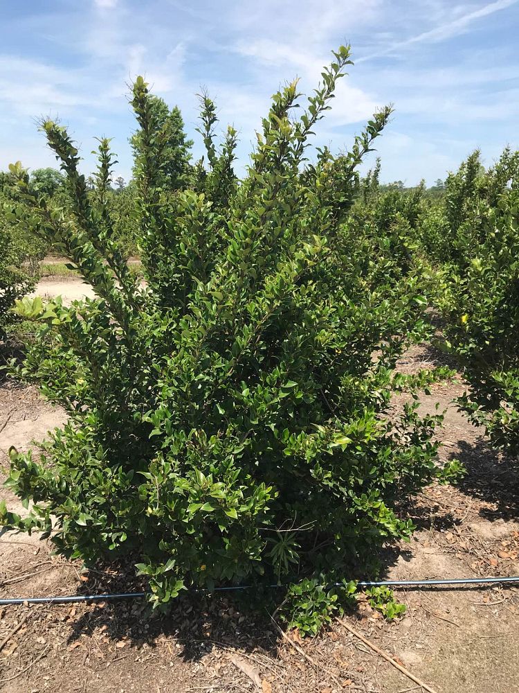 ligustrum-japonicum-recurvifolium-japanese-privet-recurvea-wax-leaf-ligustrum-wavy-leaf-ligustrum