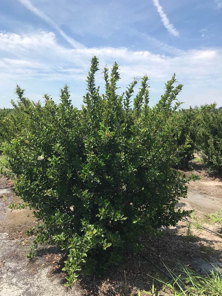 ligustrum-japonicum-recurvifolium-japanese-privet-recurvea-wax-leaf-ligustrum-wavy-leaf-ligustrum