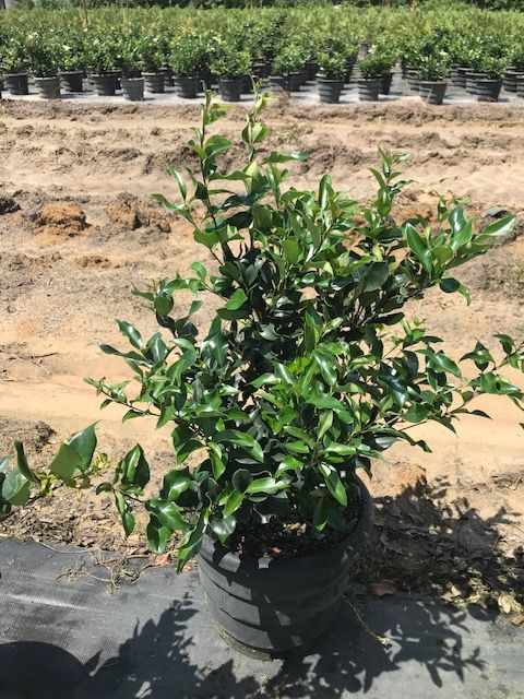 ligustrum-japonicum-recurvifolium-japanese-privet-recurvea-wax-leaf-ligustrum-wavy-leaf-ligustrum