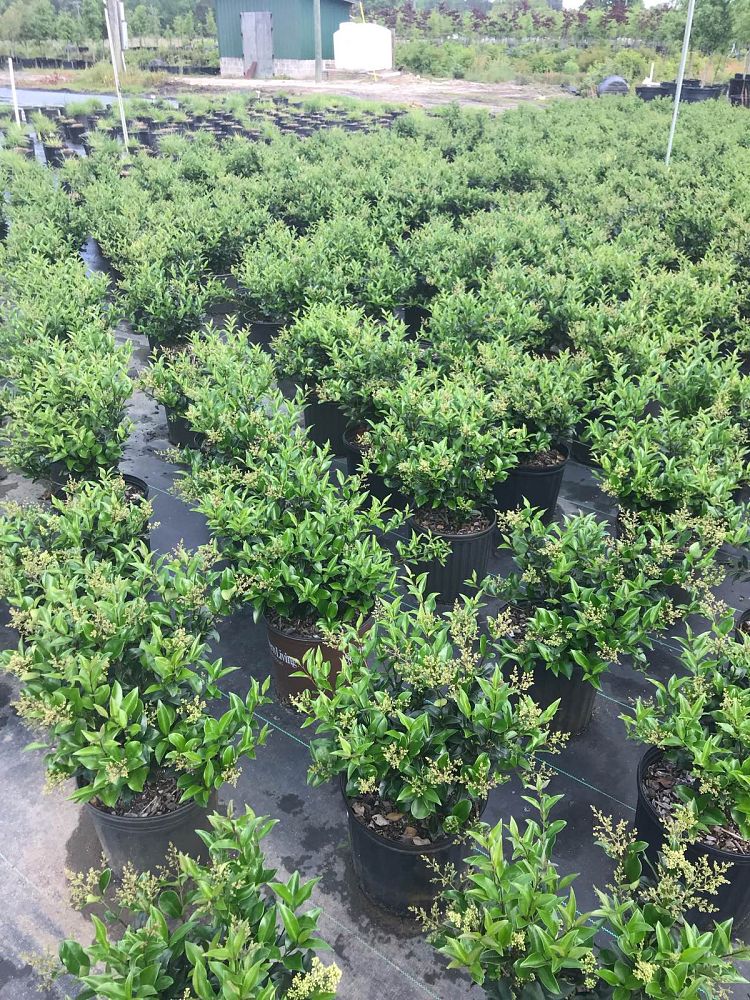ligustrum-japonicum-recurvifolium-japanese-privet-recurvea-wax-leaf-ligustrum-wavy-leaf-ligustrum