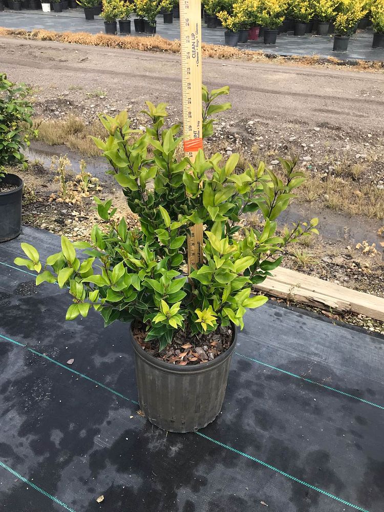ligustrum-japonicum-recurvifolium-japanese-privet-recurvea-wax-leaf-ligustrum-wavy-leaf-ligustrum