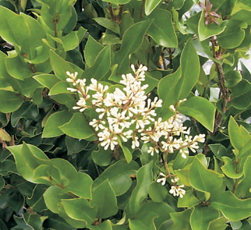 ligustrum-japonicum-recurvifolium-japanese-privet-recurvea-wax-leaf-ligustrum-wavy-leaf-ligustrum