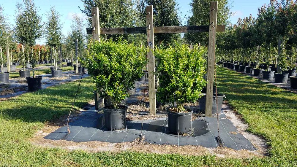 ligustrum-japonicum-recurvifolium-japanese-privet-recurvea-wax-leaf-ligustrum-wavy-leaf-ligustrum