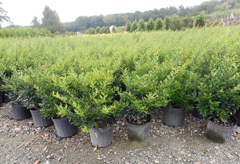 ligustrum-japonicum-recurvifolium-japanese-privet-recurvea-wax-leaf-ligustrum-wavy-leaf-ligustrum
