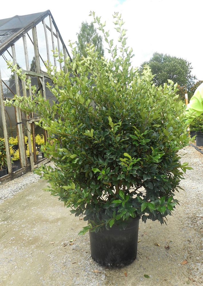 ligustrum-japonicum-recurvifolium-japanese-privet-recurvea-wax-leaf-ligustrum-wavy-leaf-ligustrum