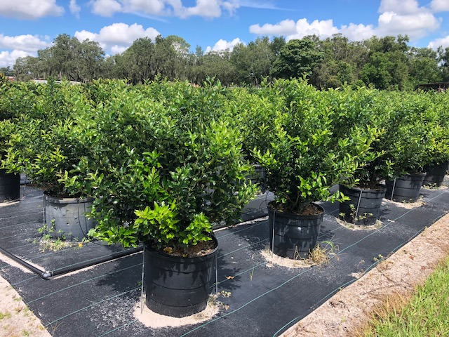 ligustrum-japonicum-recurvifolium-japanese-privet-recurvea-wax-leaf-ligustrum-wavy-leaf-ligustrum