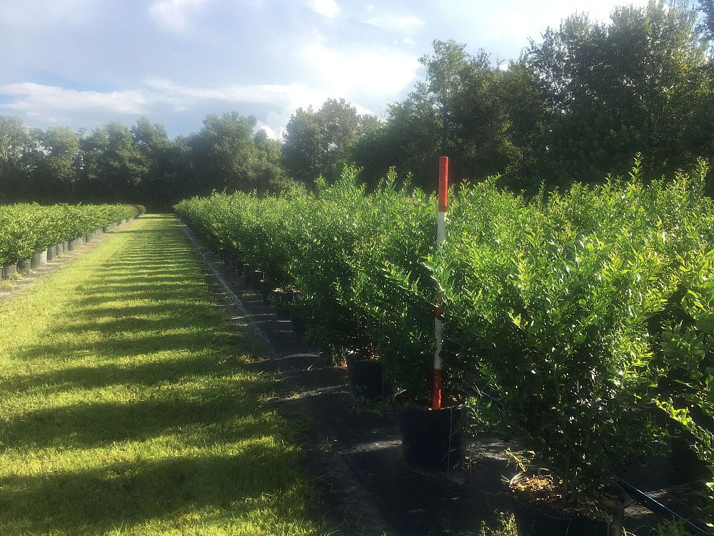 ligustrum-japonicum-recurvifolium-japanese-privet-recurvea-wax-leaf-ligustrum-wavy-leaf-ligustrum