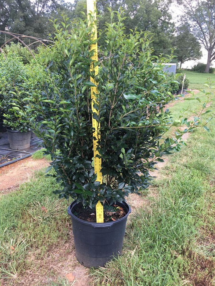 ligustrum-japonicum-recurvifolium-japanese-privet-recurvea-wax-leaf-ligustrum-wavy-leaf-ligustrum