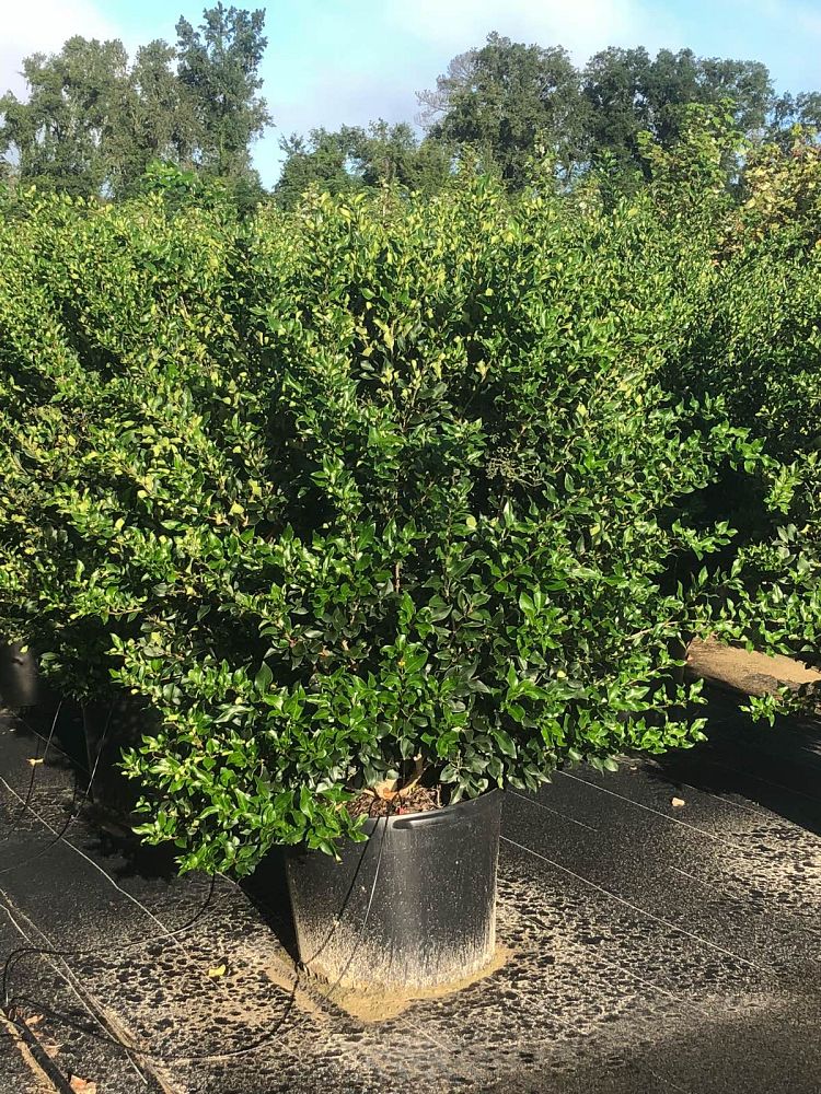 ligustrum-japonicum-recurvifolium-japanese-privet-recurvea-wax-leaf-ligustrum-wavy-leaf-ligustrum