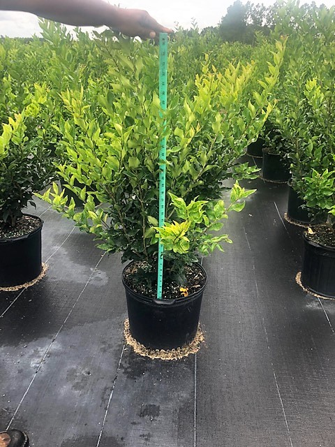 ligustrum-japonicum-recurvifolium-japanese-privet-recurvea-wax-leaf-ligustrum-wavy-leaf-ligustrum