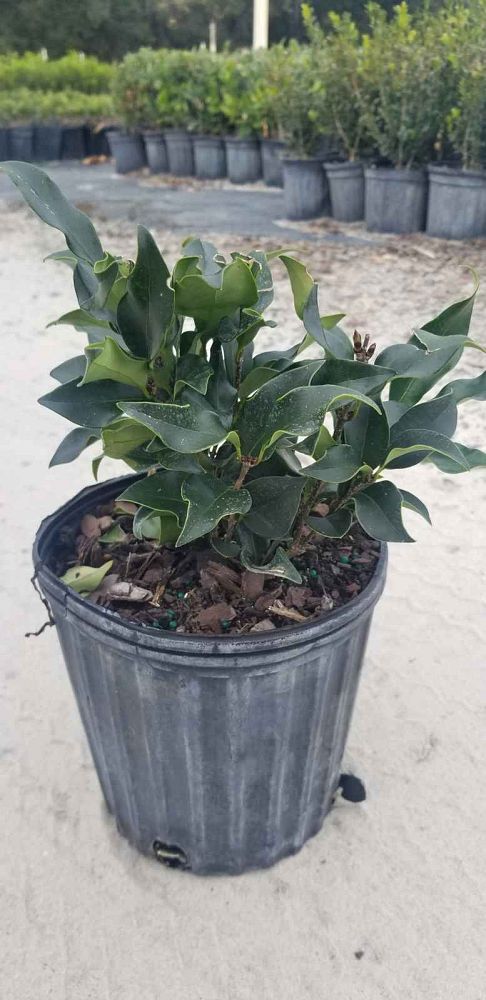 ligustrum-japonicum-recurvifolium-japanese-privet-recurvea-wax-leaf-ligustrum-wavy-leaf-ligustrum