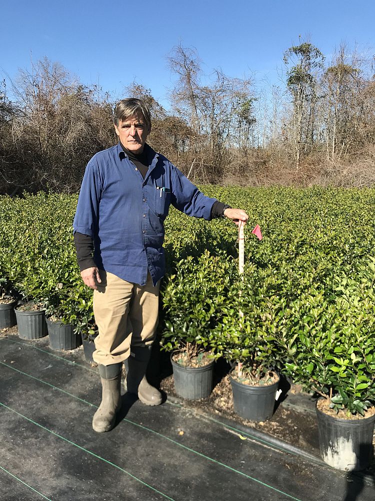 ligustrum-japonicum-recurvifolium-japanese-privet-recurvea-wax-leaf-ligustrum-wavy-leaf-ligustrum